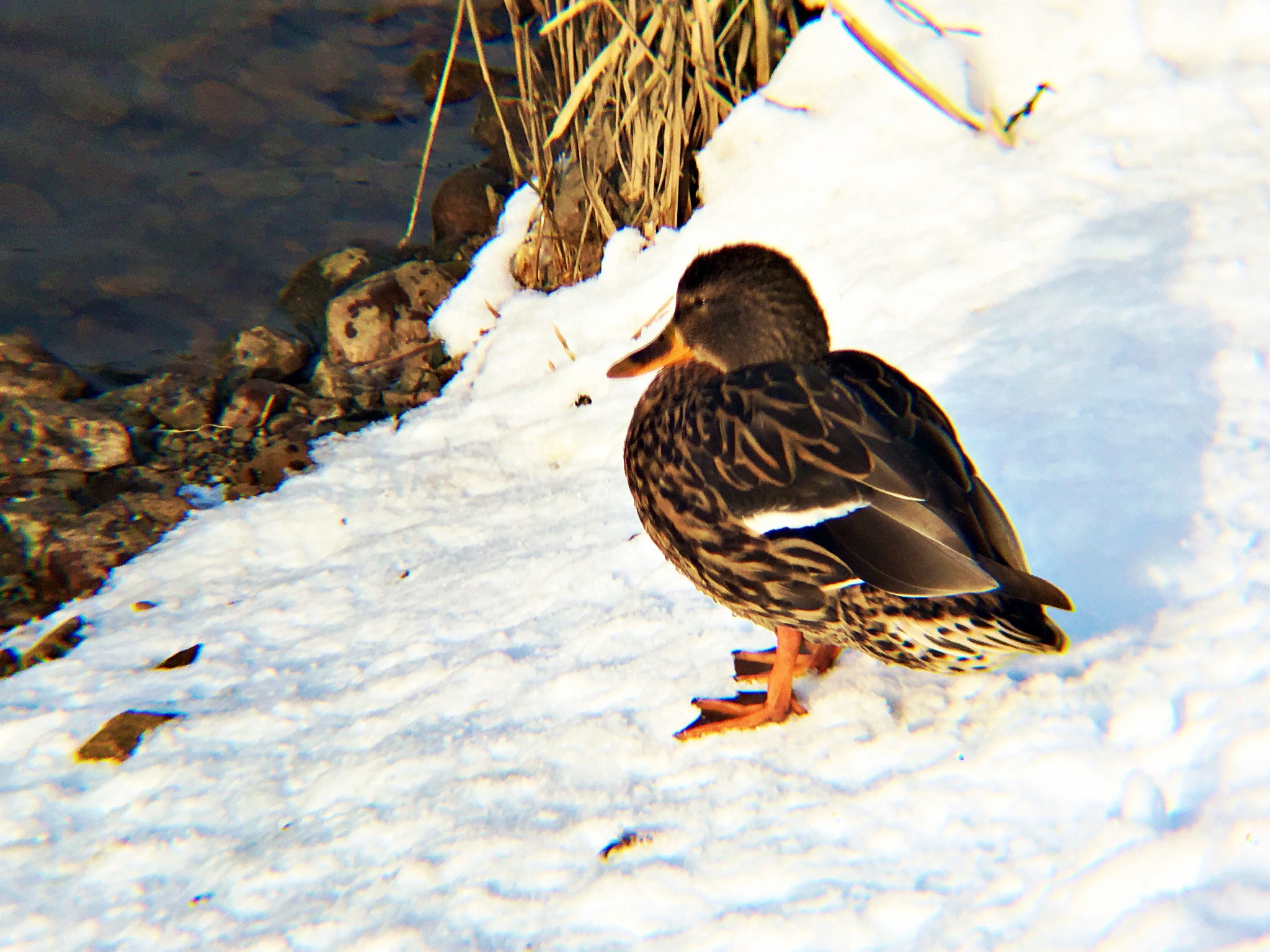 duck.jpg
