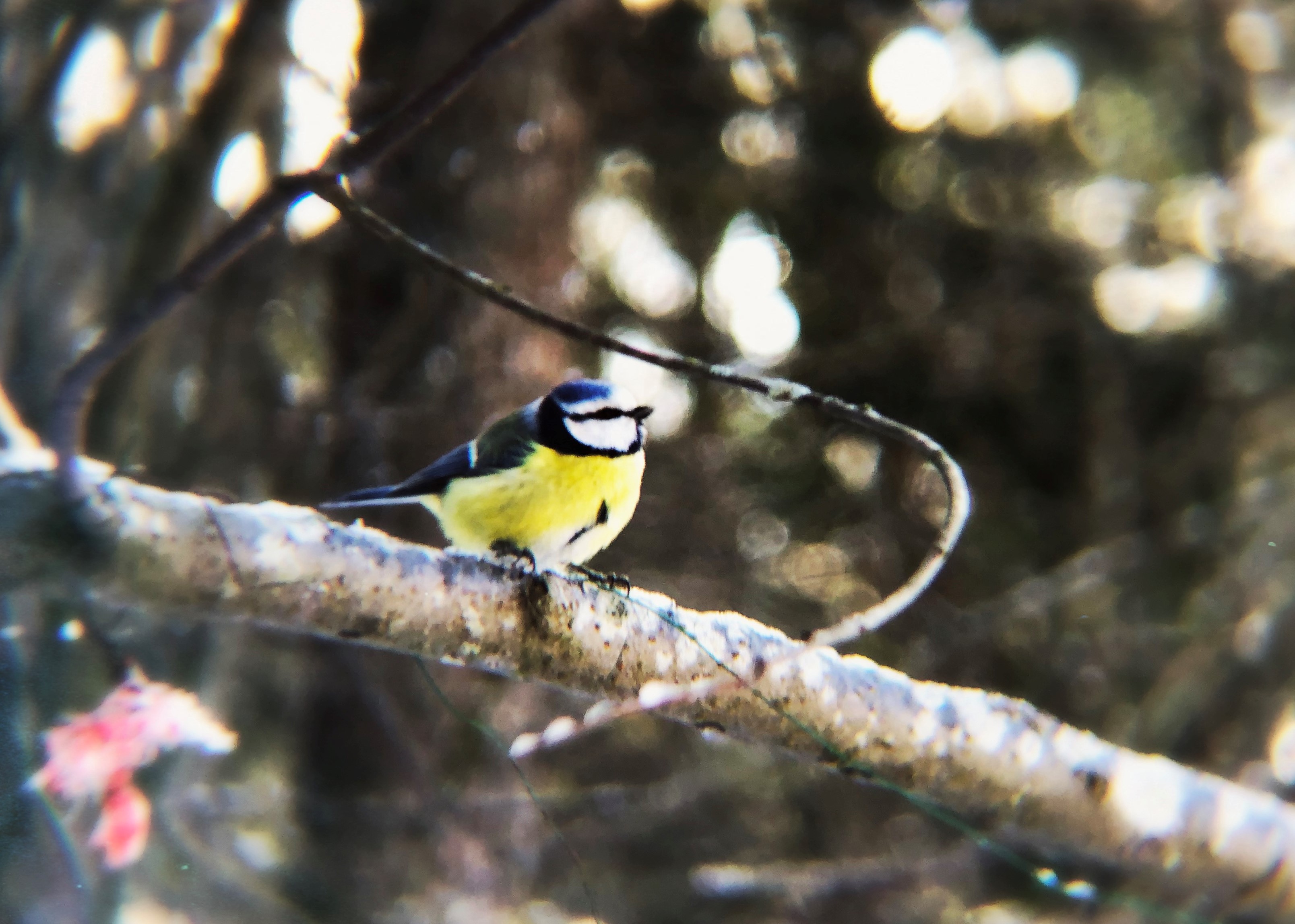 2019-03-10 13.34.32-2