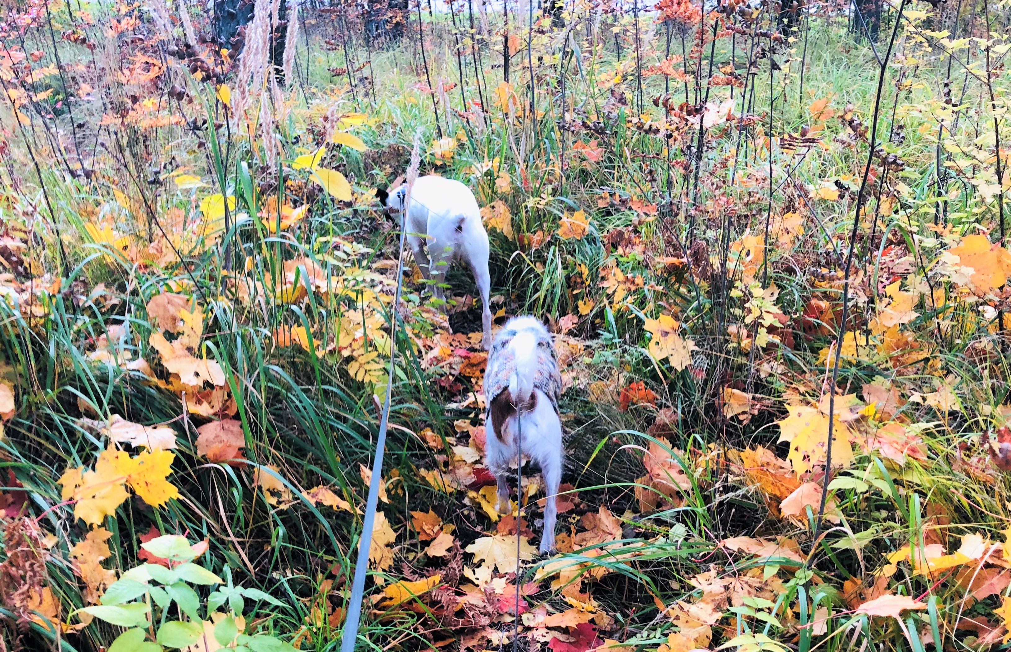 2019-10-07 17.27.57-1