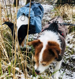 2020-04-16 09.18.27-1