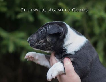 rottwoodagentofchaos