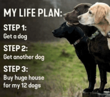 my-life-plan-step1-get-a-dog-step-2-get-56372608